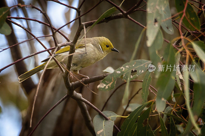 白羽蜜鸭