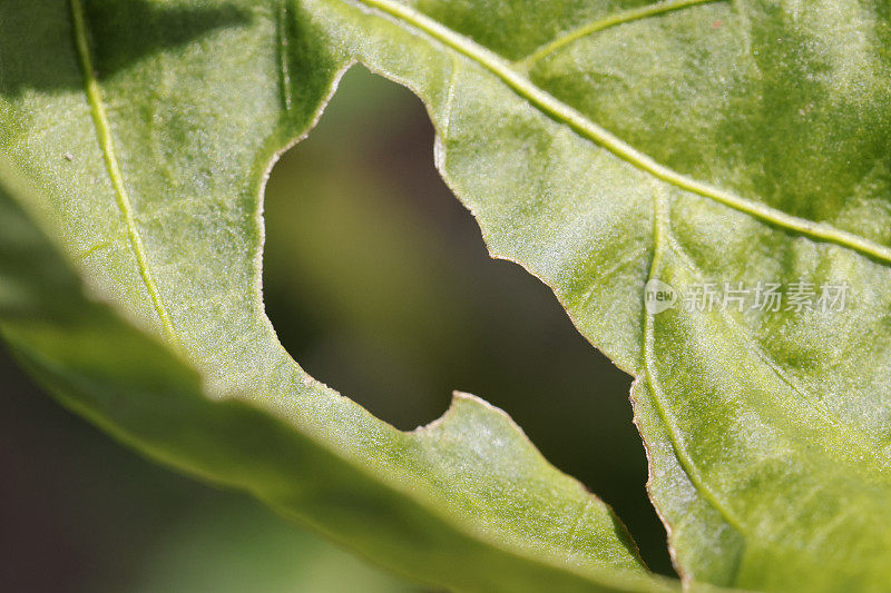 辣椒植株叶片受损