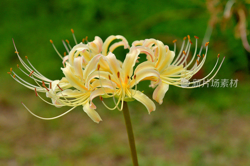 蜘蛛百合花，拍摄于埼玉县金轮田