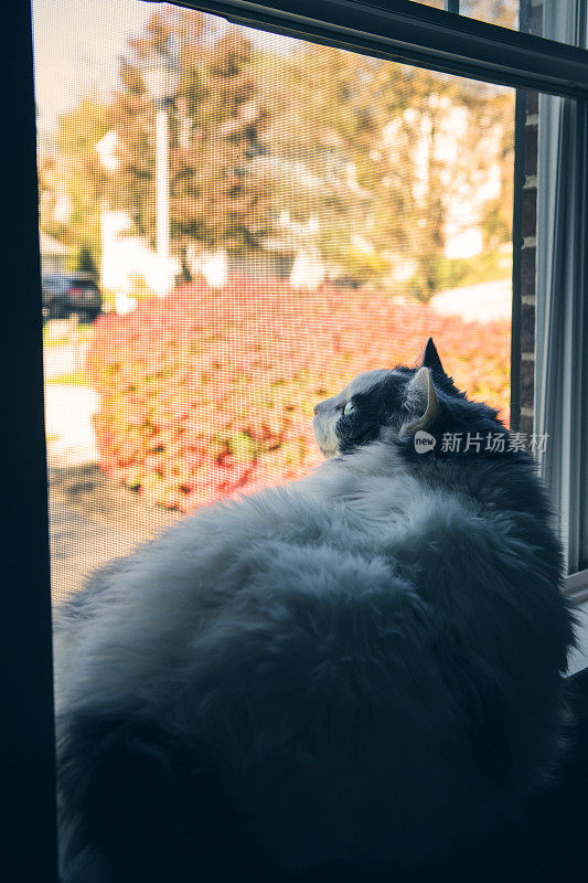 秋天坐在窗户上的猫