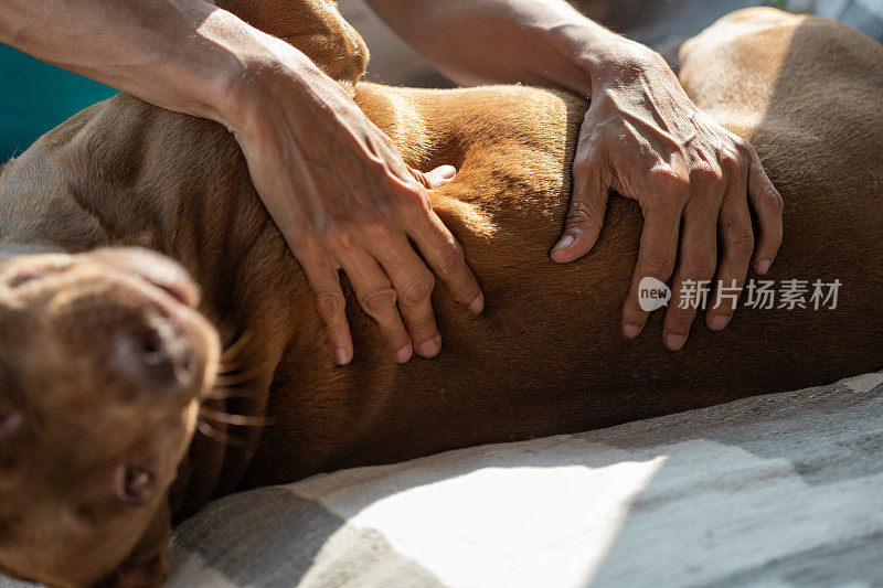 女性的手爱抚着她棕色的宠物狗