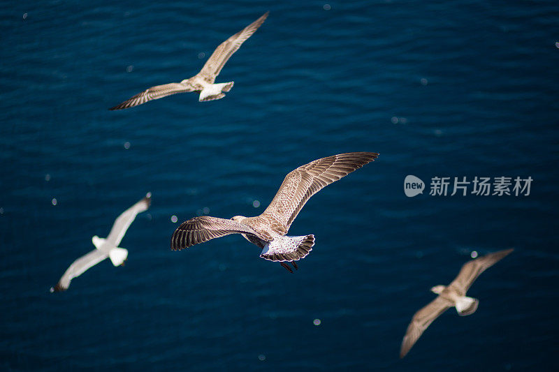 海鸥飞过大海