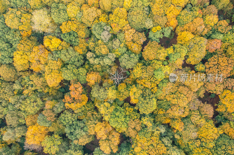 秋天的埃平森林。