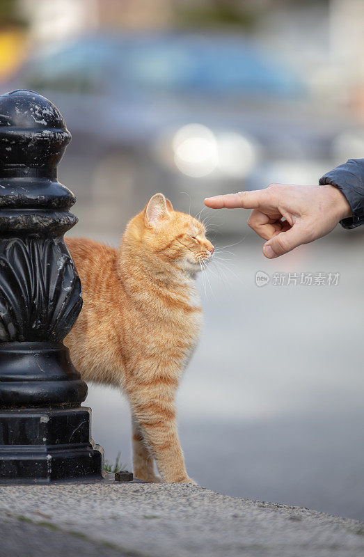 姜或猫和人玩。