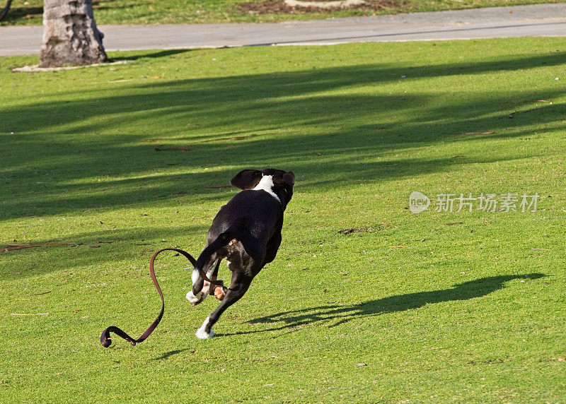 狗在公园里自由奔跑，身后拖着狗链