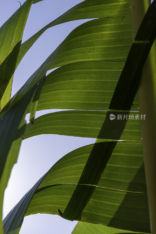 背光，非常撕裂芭蕉叶在左边，线性阴影横跨它和渐变的蓝色天空背景