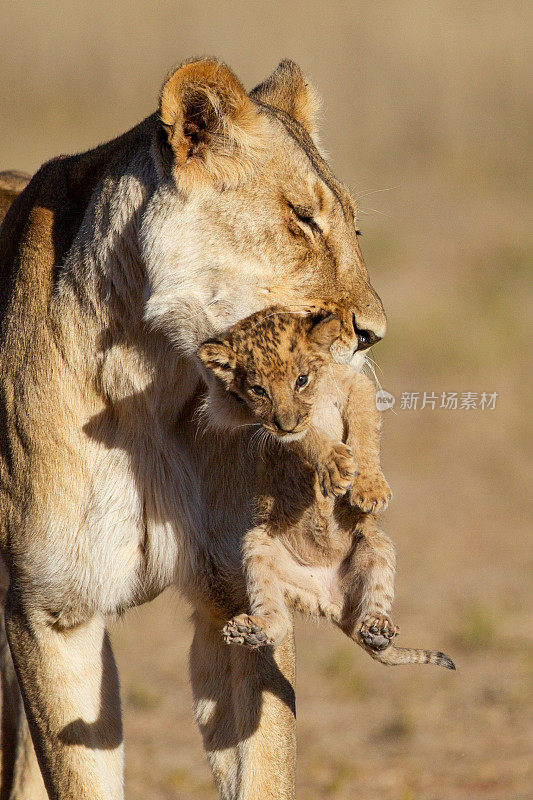 在南非的Kgalagadi公园里，一只母狮正在努力控制她的幼狮