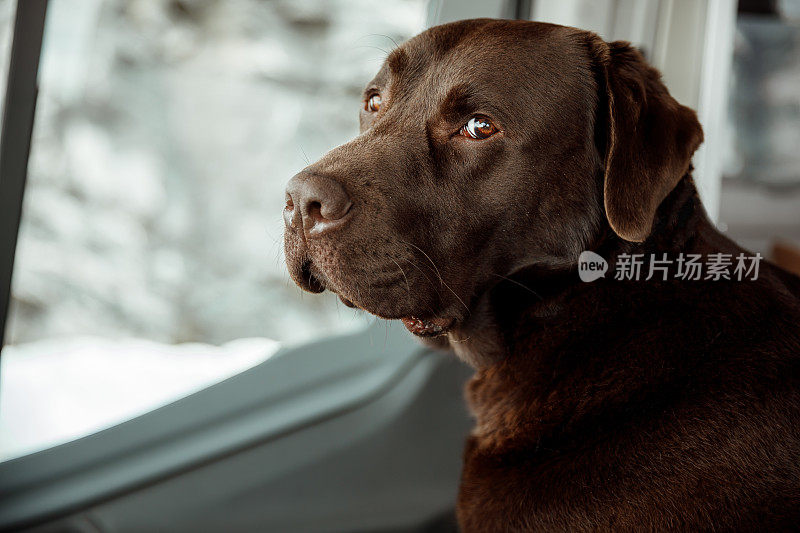 一只4岁的巧克力拉布拉多猎犬坐在露营车里