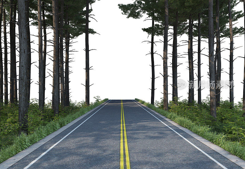 三维渲染道路在松林上的白色背景