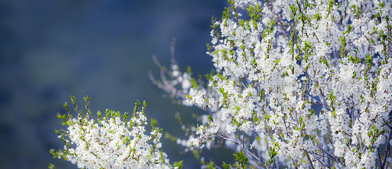 开花的樱桃枝宏与柔和的焦点在阳光与复制空间温和浅蓝色的天空背景。美丽的花卉形象的春天自然全景。