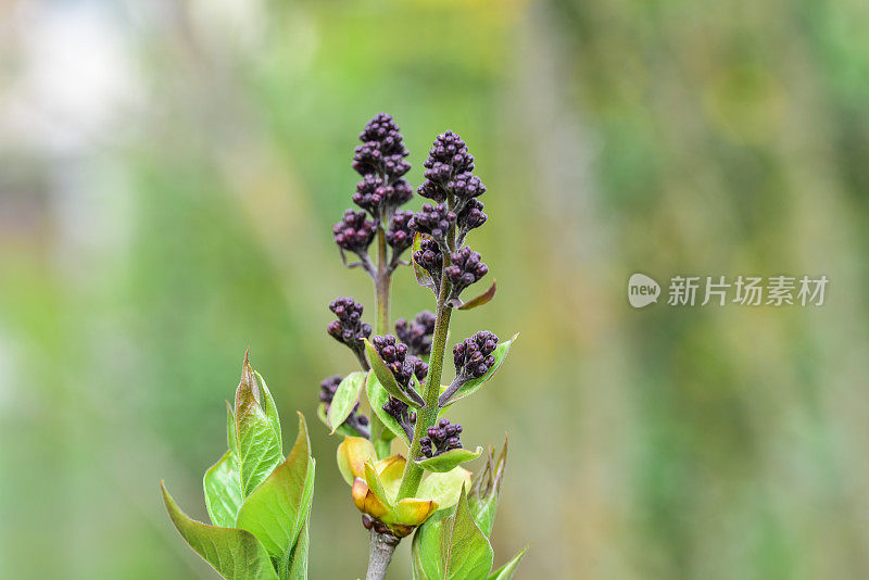 紫色的丁香花