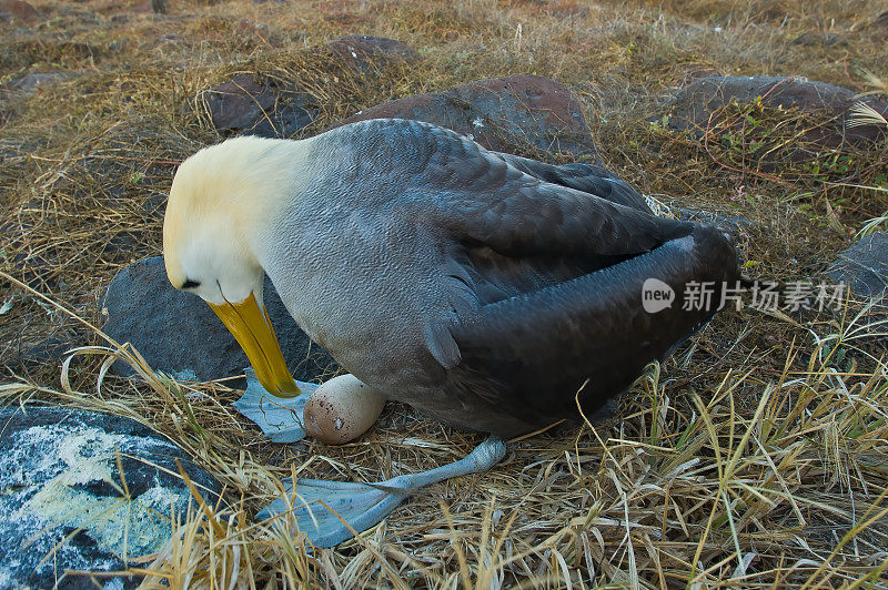 波信天翁，菲巴斯特里亚，蓬塔苏亚雷斯;罩岛;西班牙,岛加拉帕戈斯群岛;加拉帕戈斯群岛;厄瓜多尔。大人坐在有蛋的窝里。