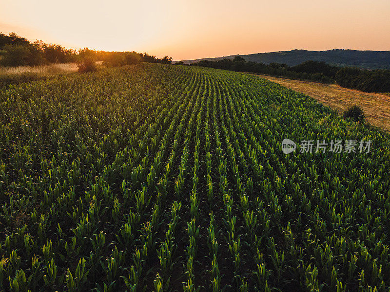 夕阳下，无人机拍摄的绿色玉米田