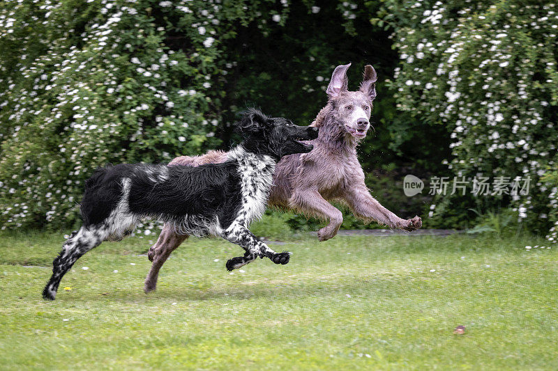 德国大型Münsterländer和威玛猎犬-明斯特猎犬品种