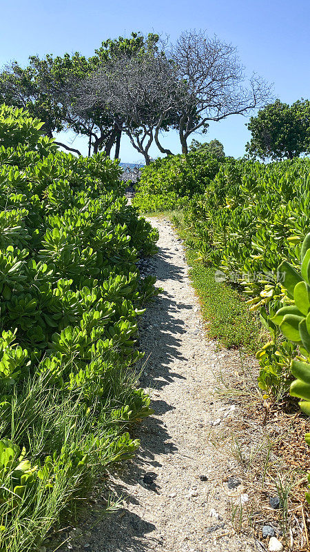 夏威夷海岸线之路