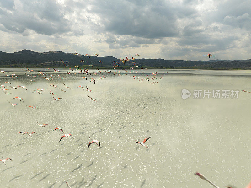 火烈鸟在湖面上飞翔