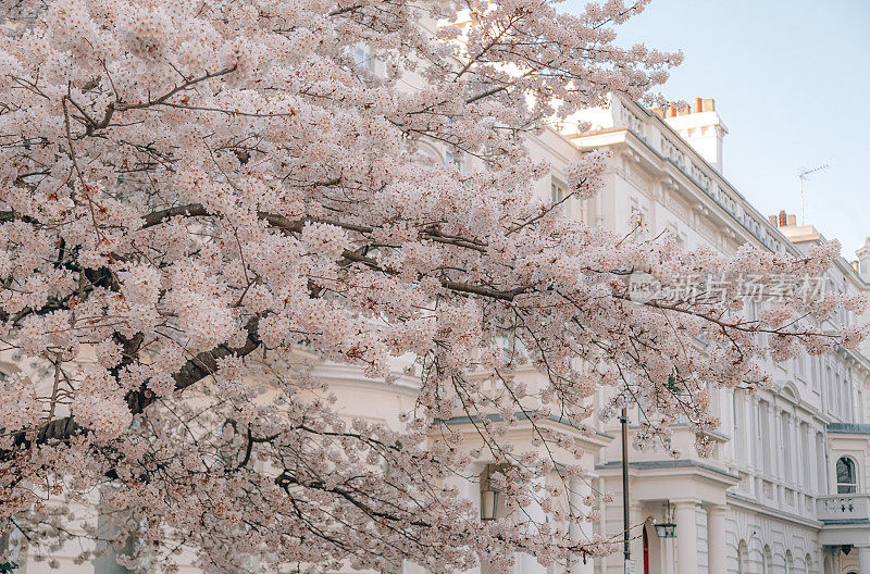 英国伦敦诺丁山，树上的樱花盛开