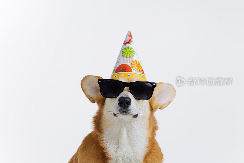 可爱可爱的威尔士柯基彭布罗克戴着生日帽和太阳镜坐在白色背景上。最受欢迎的狗品种。广告的概念
