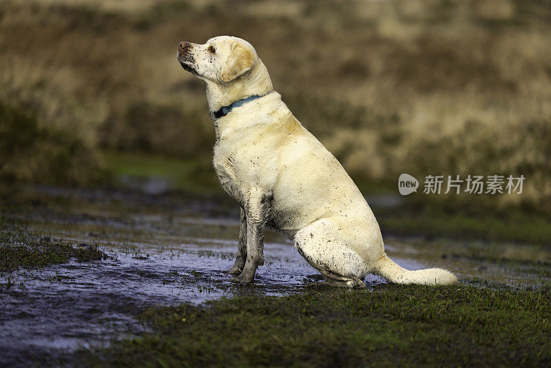 黄色拉布拉多猎犬在泥泞的乡间锻炼