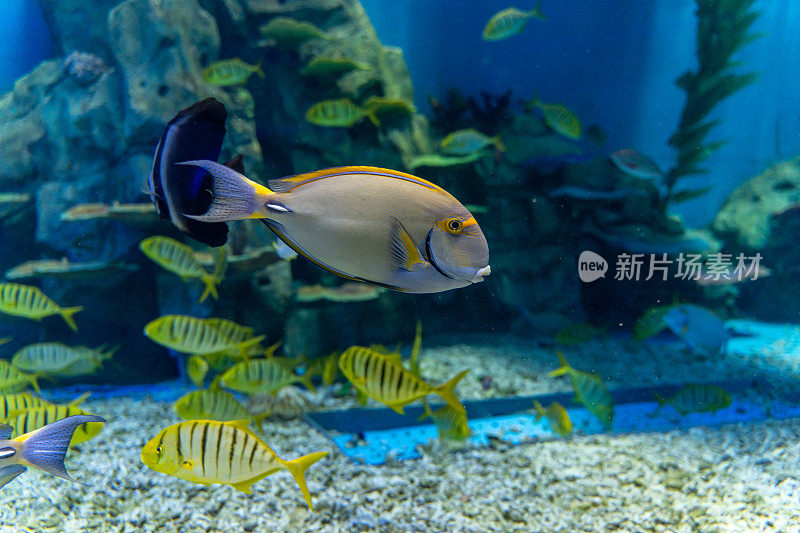 水族馆里的热带观赏鱼