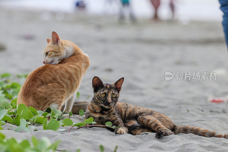 猫在亚齐海滩玩耍