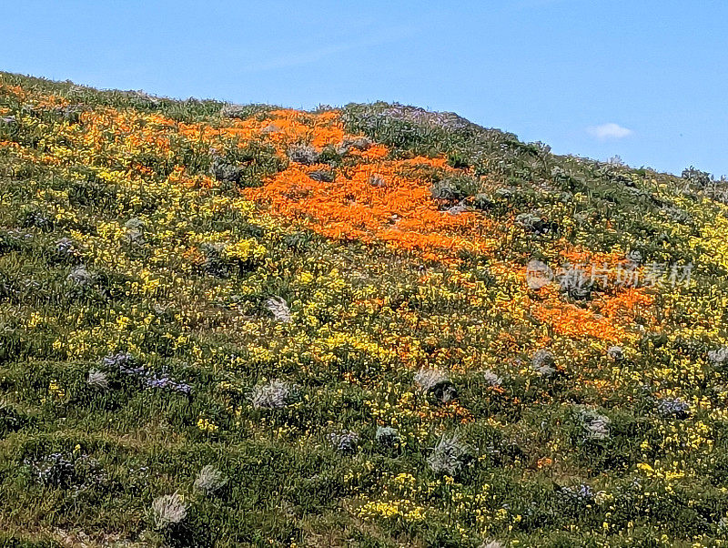 2023年4月，在卡里佐平原国家纪念碑入口附近的CA-166马里科帕附近的山坡上，春天的花朵包括加利福尼亚罂粟