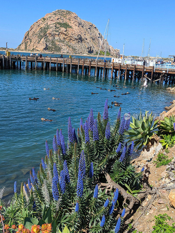 2023年4月，加州莫罗湾的莫罗岩石和渔港码头，海港里漂浮着海獭