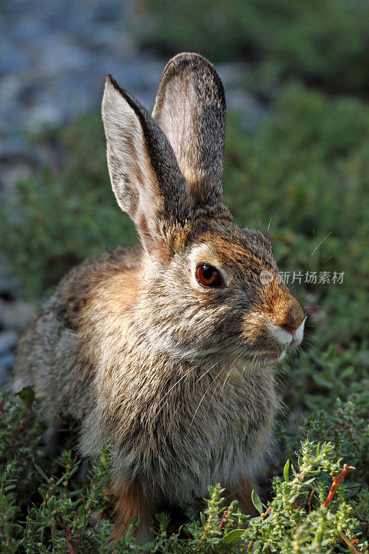 棉尾兔兔