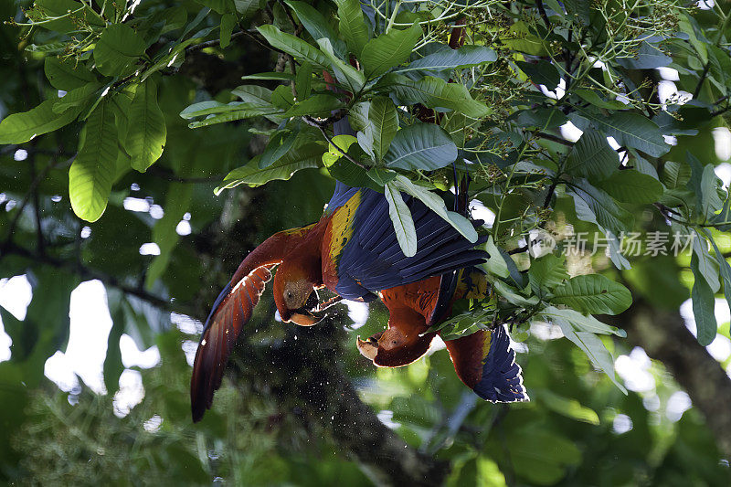 哥斯达黎加卡拉拉国家公园，树间的猩红色金刚鹦鹉肖像