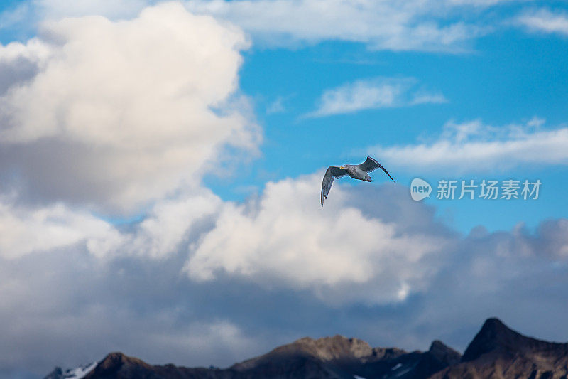 海鸥飞过海湾