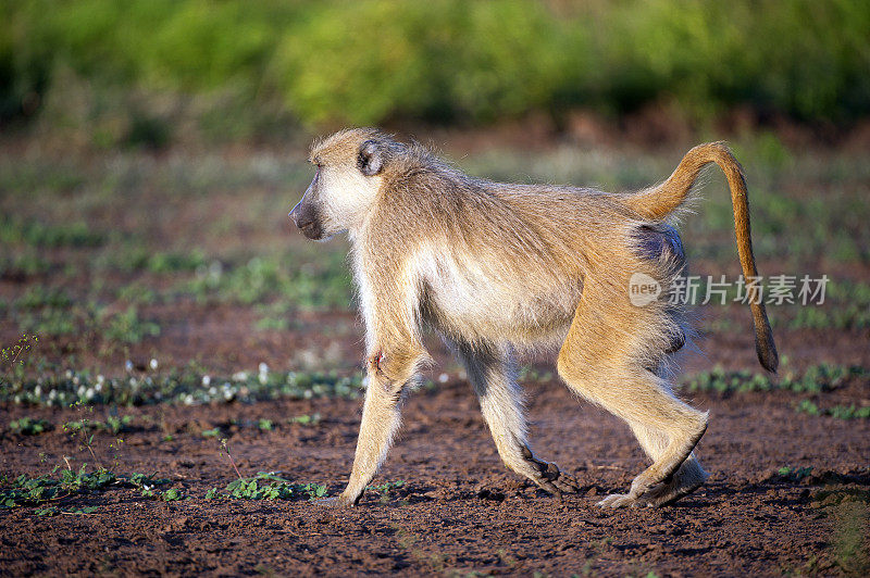 阳光下的狒狒，马杰特国家公园，马拉维，非洲