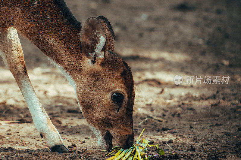 斑鹿，拉丁名Axis，是一种草食性动物，在印度尼西亚的Cirebon国家大楼里
