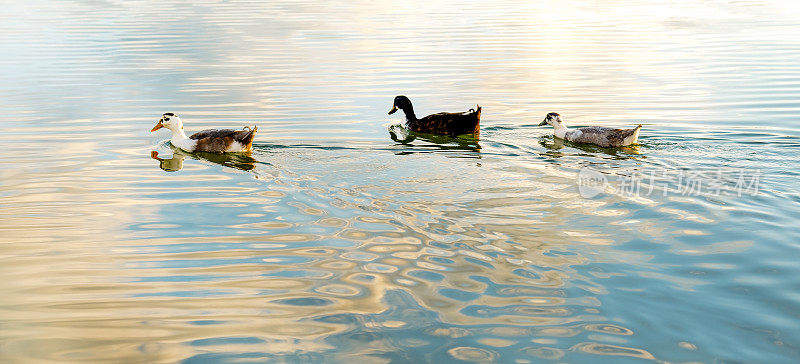 一只鸭子在平静的水面上游泳，水面上反射着金色的云彩