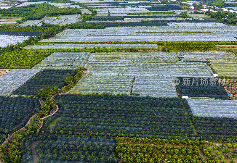 航空摄影摘要:芹苴市谭乐岛梅园，用网覆盖以防止有害昆虫