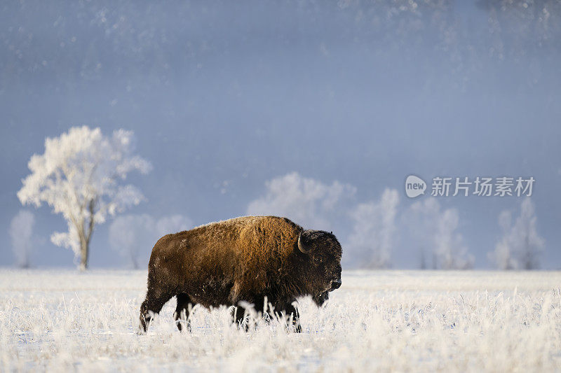 美洲野牛，水牛，在寒冷的早晨下雪