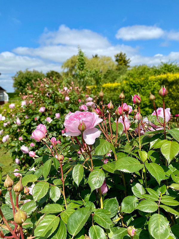 英国玫瑰园里的粉红玫瑰
