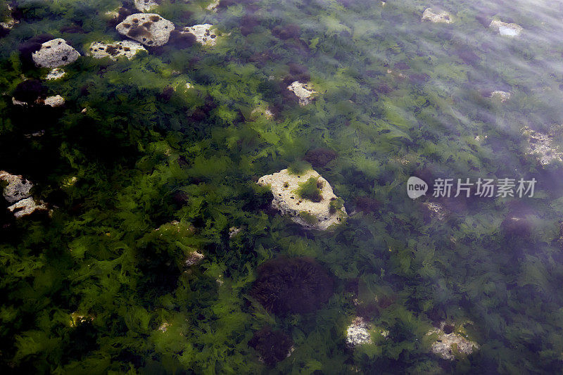 海底的苔藓和岩石