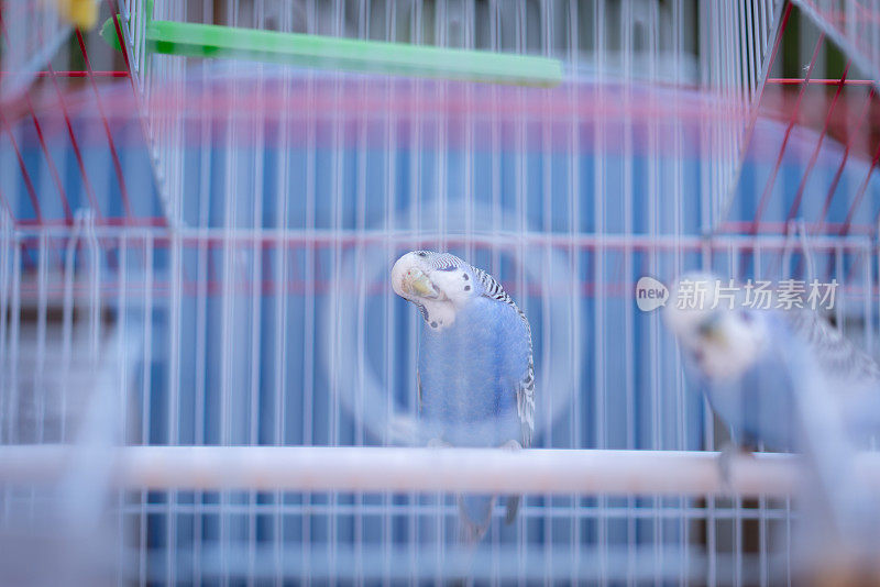 两只蓝虎皮鹦鹉正在整理羽毛