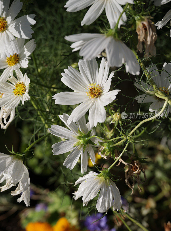 加拿大夏日清晨的雏菊