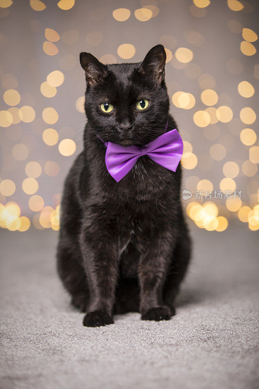 戴紫色领结的黑猫