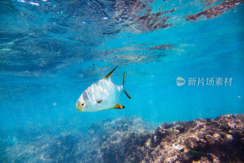 黑色和黄色鳍的银鱼在海洋中游泳。