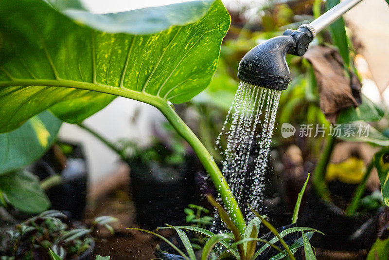 一个喷壶在花园里向植物浇水的特写