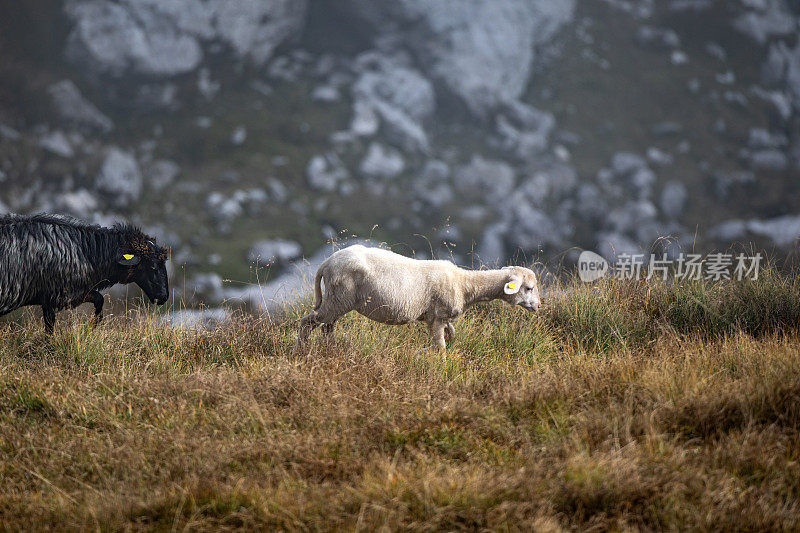 绵羊在朱利安阿尔卑斯山吃草