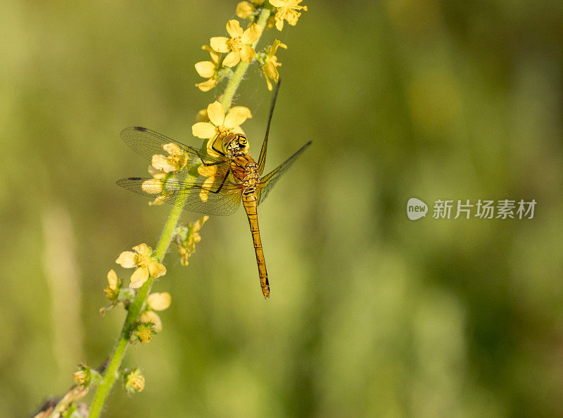 红红的蜻蜓