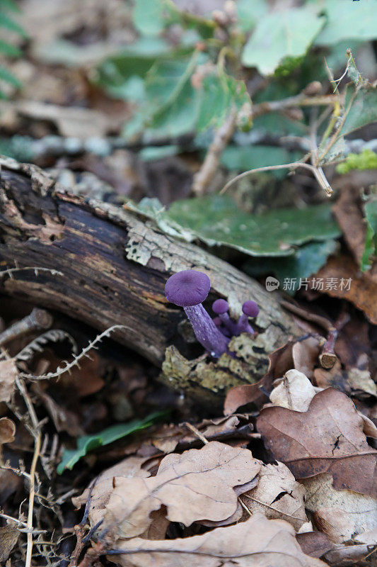 紫水晶欺诈者紫蘑菇