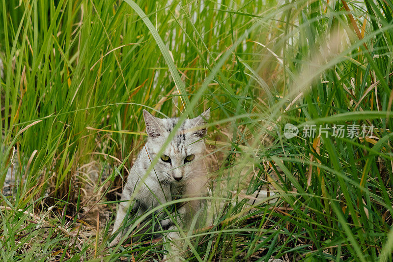 草丛里的灰虎斑小猫