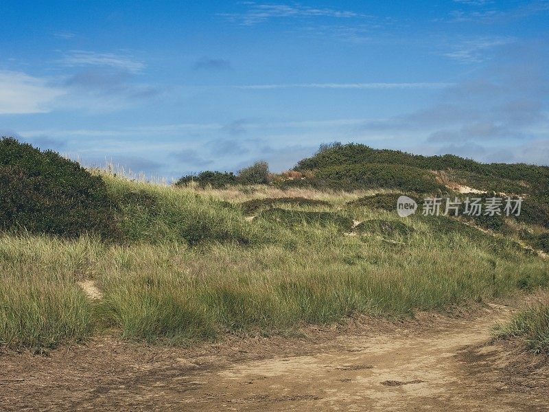 海滩草覆盖了威尔弗利特附近科德角海湾一侧的沙丘