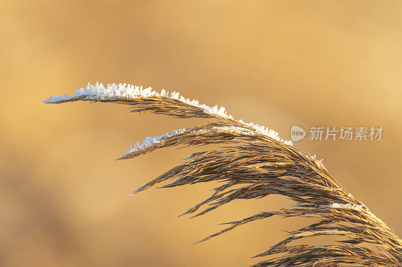 在寒冷的冬日里，芦苇被霜覆盖着