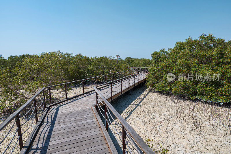 宁静的红树林散步海滨长廊，朱拜勒岛，阿布扎比