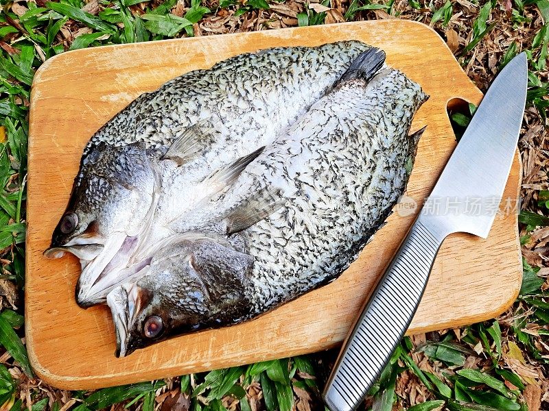 在砧板上准备海鲈鱼-食物准备。